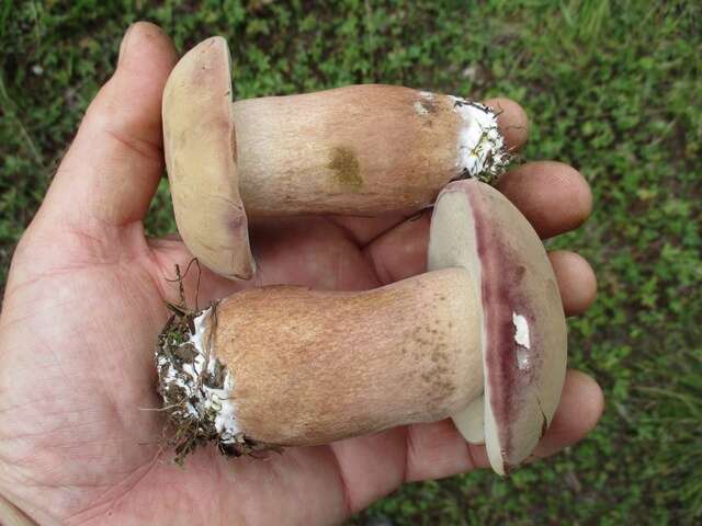 Image of Reddish brown bitter bolete