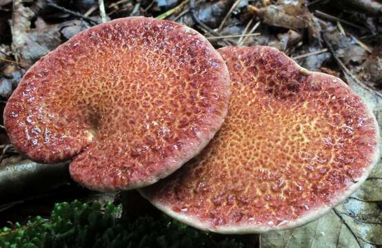 Image of Clinton’s boletus