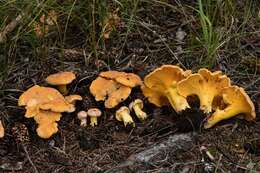 Image of Cantharellus roseocanus (Redhead, Norvell & Danell) Redhead, Norvell & Moncalvo 2012