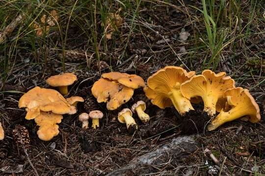 Image de Cantharellus roseocanus (Redhead, Norvell & Danell) Redhead, Norvell & Moncalvo 2012