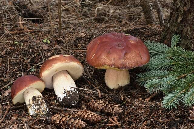 Boletus rubriceps D. Arora & J. L. Frank 2014 resmi