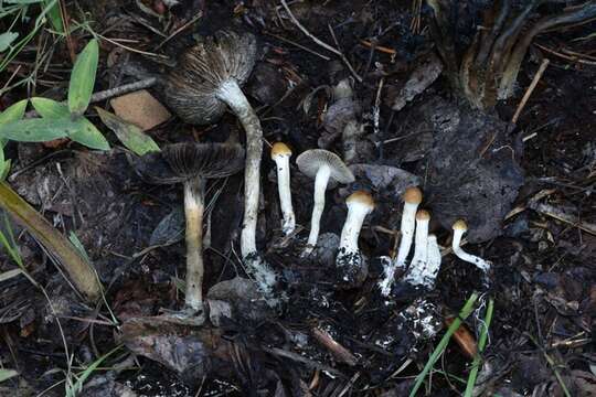 Image of Psilocybe hopii Guzmán & J. Greene 2010