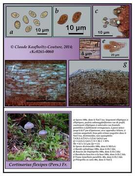 Image of Cortinarius flexipes (Pers.) Fr. 1838