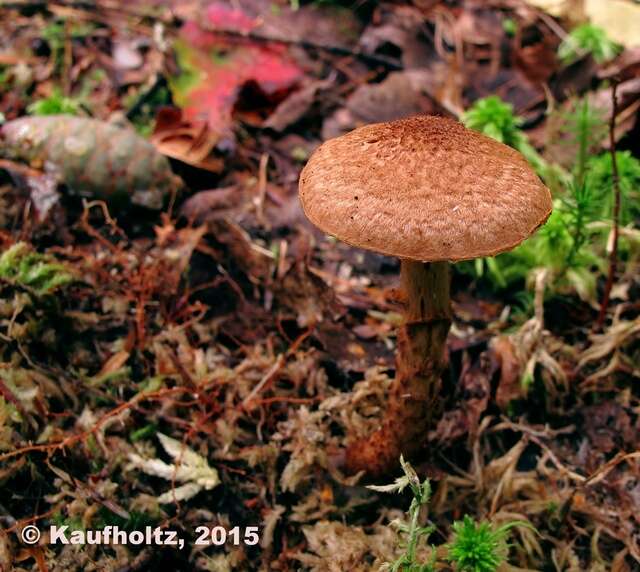 Image of Cortinarius pholideus (Lilj.) Fr. 1838