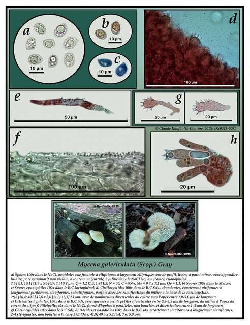 Mycena resmi