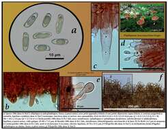 Imagem de Phylloporus