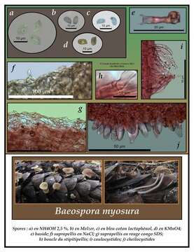 Image of Baeospora