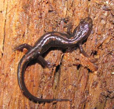 Image of Carolina mountain dusky salamander