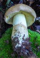 Image of Boletus huronensis A. H. Sm. & Thiers 1971