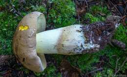 Image of Boletus huronensis A. H. Sm. & Thiers 1971