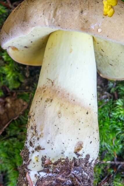 Image of Boletus huronensis A. H. Sm. & Thiers 1971