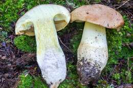 Image of Boletus huronensis A. H. Sm. & Thiers 1971