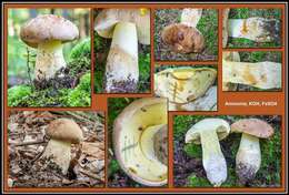 Image of Boletus huronensis A. H. Sm. & Thiers 1971