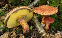 Image of Clinton’s boletus