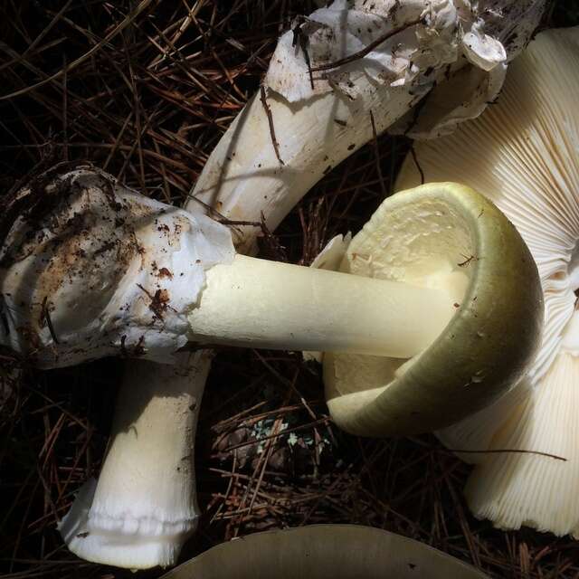 Image of Amanita