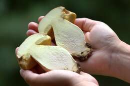 Image of Boletus huronensis A. H. Sm. & Thiers 1971