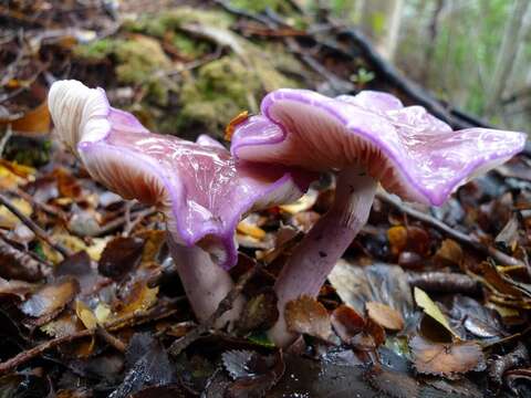 Image of Cortinarius magellanicus Speg. 1887