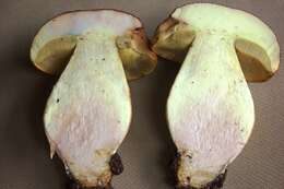 Image of Boletus huronensis A. H. Sm. & Thiers 1971