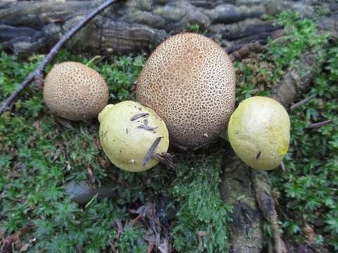 Image of Pseudoboletus