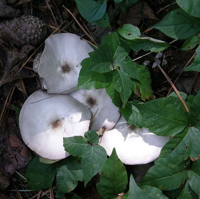 Imagem de Agaricus pocillator Murrill 1941