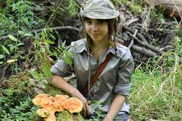 Image of Laetiporus