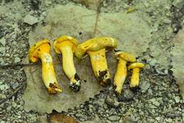 Image of Cantharellus chicagoensis Leacock, J. Riddell, Rui Zhang & G. M. Muell. 2016