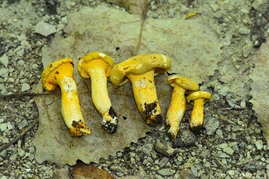 Image of Cantharellus chicagoensis Leacock, J. Riddell, Rui Zhang & G. M. Muell. 2016