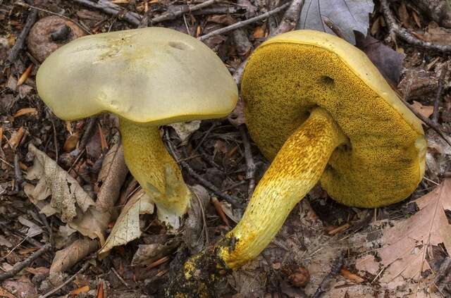 Image of Retiboletus