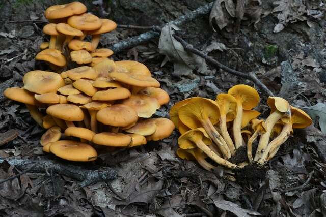 Image of Omphalotus