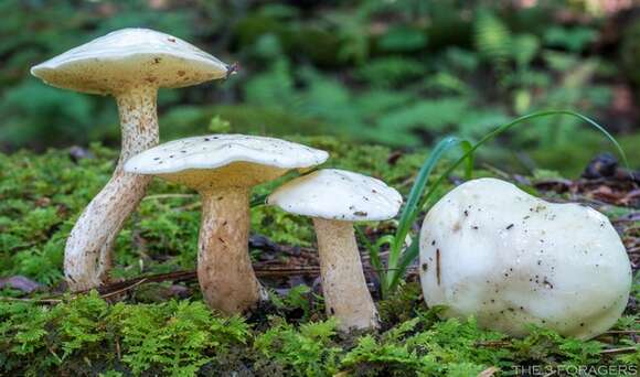 Image of Slippery white bolete