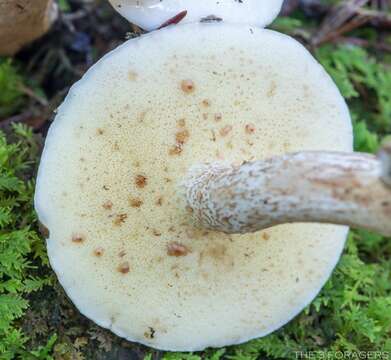 Image of Slippery white bolete