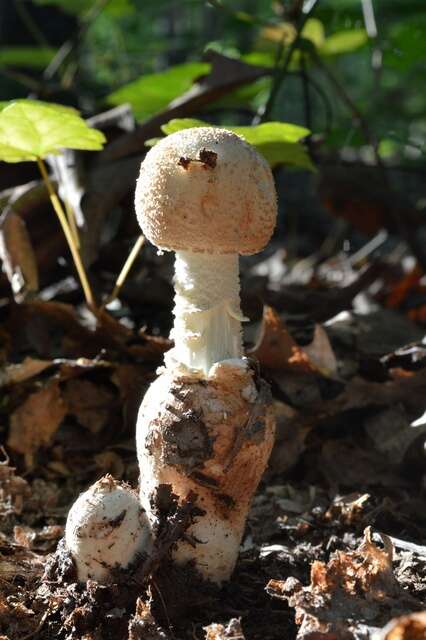 Plancia ëd Amanita daucipes (Sacc.) Lloyd 1898