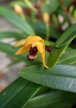 Image of Maxillaria variabilis Bateman ex Lindl.