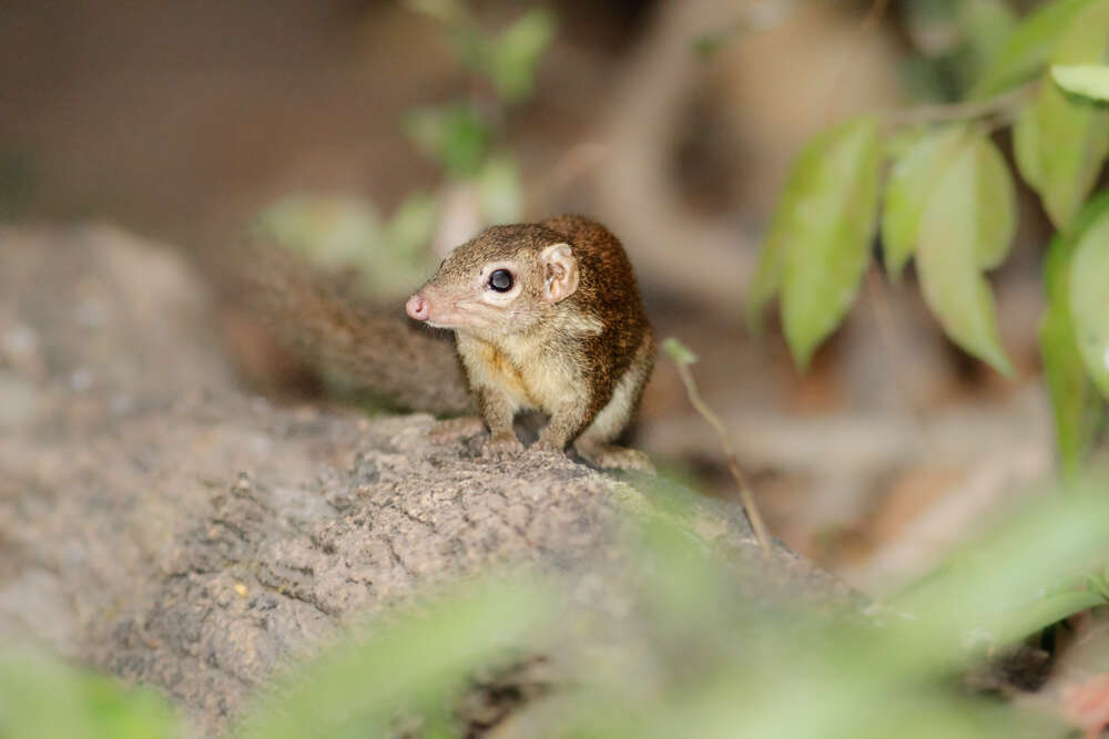 Image of Northern Tree Shrew