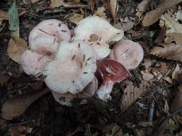 Image of <i>Lactarius subpurpureus</i>