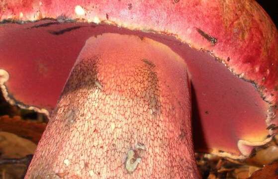 Image of Rubroboletus