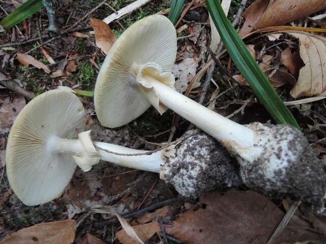 Sivun Amanita magnivelaris Peck 1898 kuva