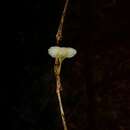Image de Mycena chusqueophila Singer 1965