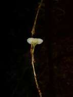 Image of Mycena chusqueophila Singer 1965