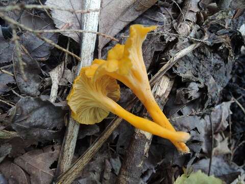 Image of Craterellus