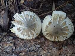 Image of <i>Tricholoma smithii</i>