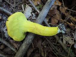 Image of Pulveroboletus