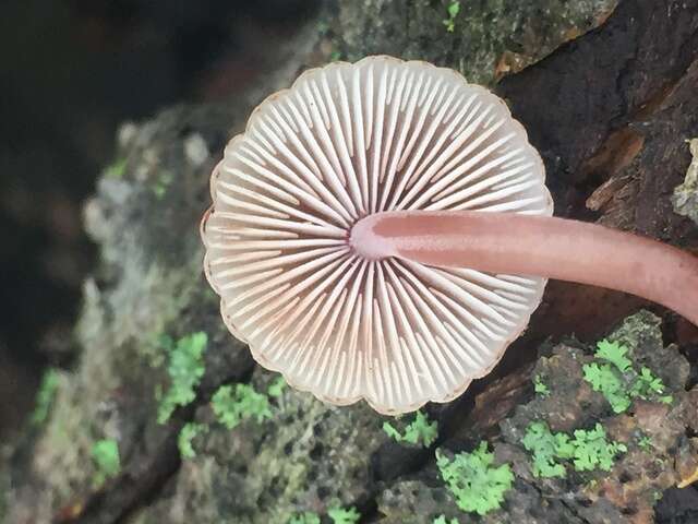 Image of Mycena