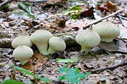 Imagem de Lycoperdon