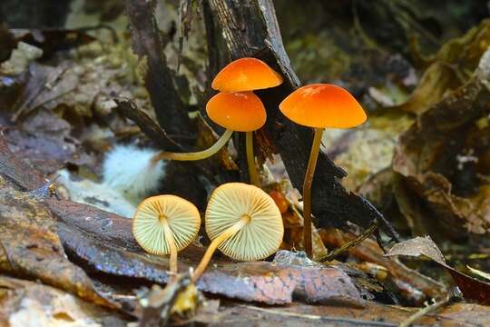 Image de <i>Marasmius sullivantii</i>