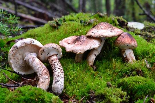 Image of Tricholoma dulciolens Kytöv. 1989