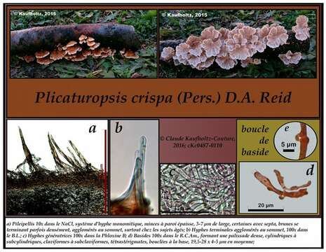 Image of Plicaturopsis