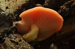 Rhodotus resmi