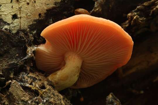 Rhodotus resmi