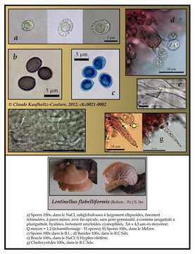 Image of Lentinellus flabelliformis (Bolton) S. Ito 1959